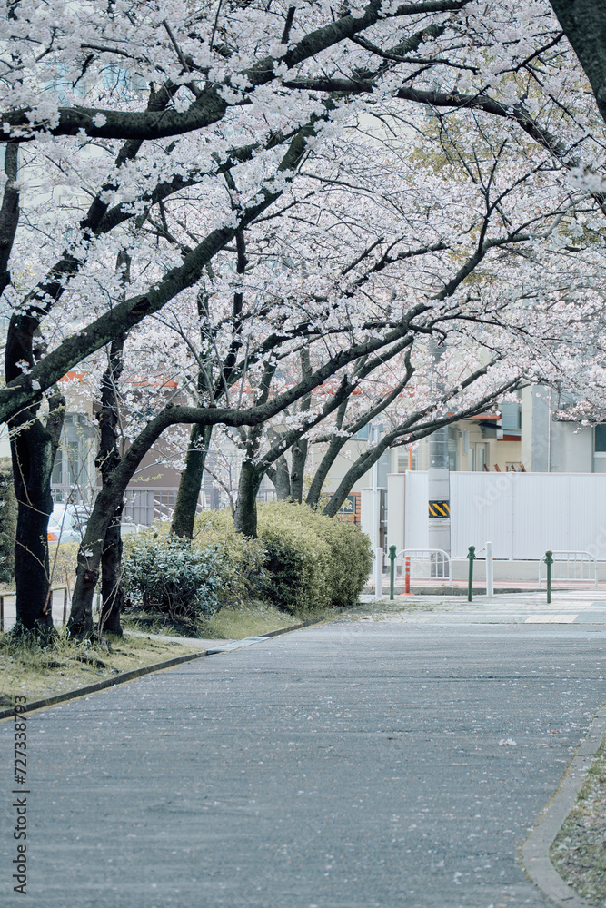 桜吹雪の通学路,桜,春,ソメイヨシノ