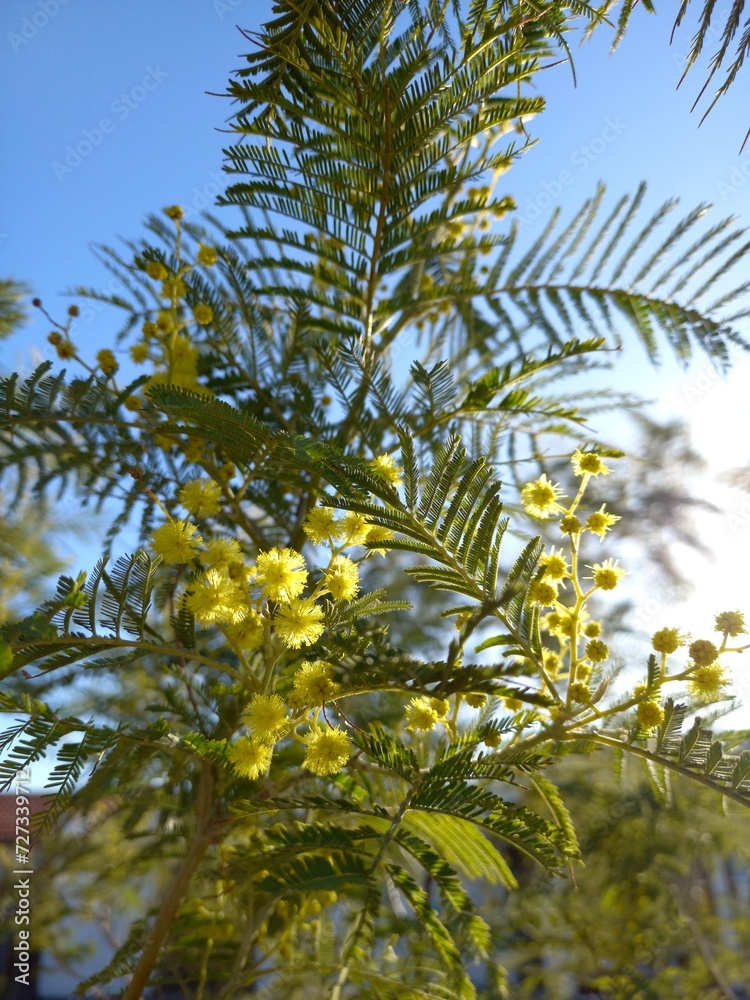 Mimosa Mimosa