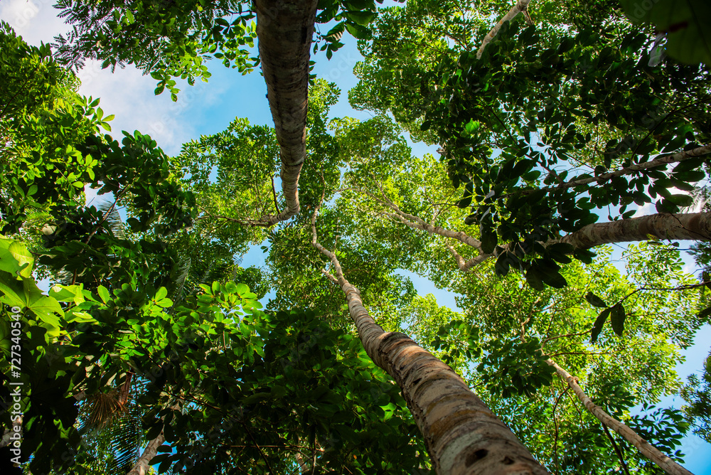 Fototapeta premium Copa de árvores em meio a floresta muito verde.