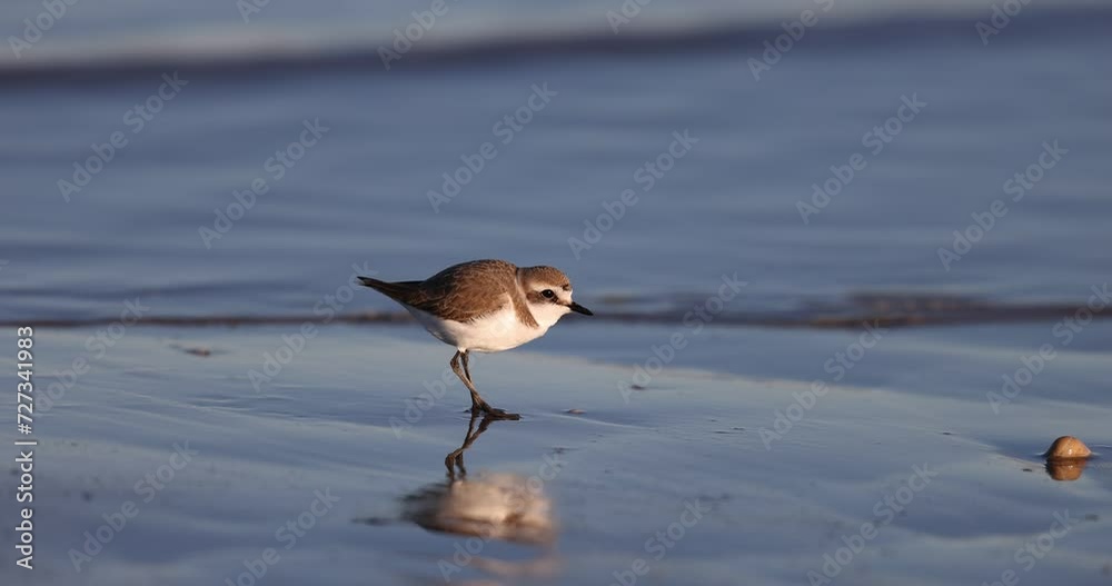 The Kentish plover bird, feeds on the shoreline of the Adriatic Sea in winter. The Kentish plover bird, feeds on the shoreline of the Adriatic Sea in winter.