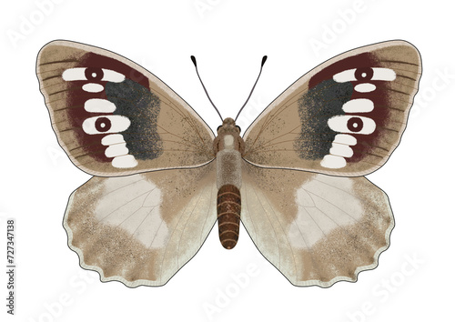 Digital illustration of the butterfly Chazara briseis or the hermit on a transparent background photo