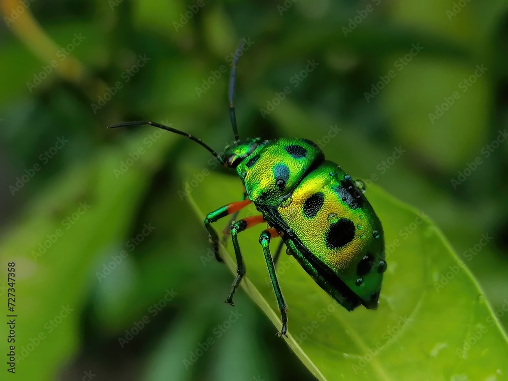 Fototapeta premium Nature's Gem: Mesmerizing Images of Jewel Beetle Pics, Showcasing the Exquisite Beauty and Intricate Details of These Colorful Insects - Perfect for Entomology and Macro Photography Enthusiasts