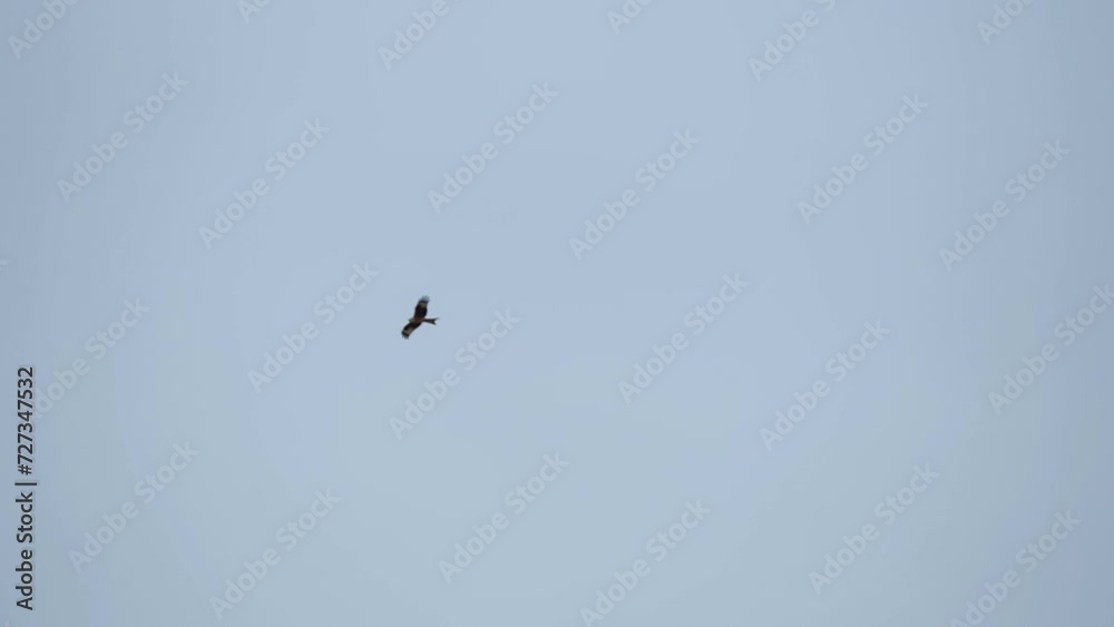 a wild red kite (Milvus milvus) in flight