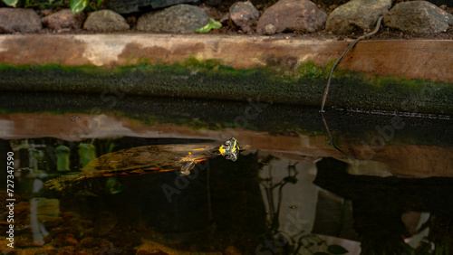 Turtle in the botanical garden