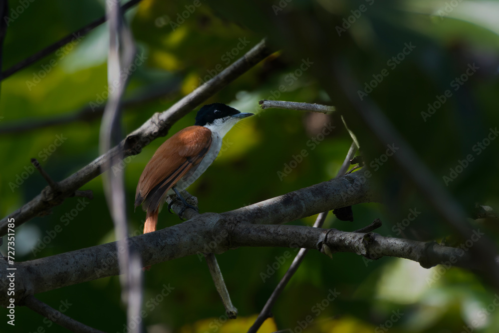 Shining flycatcher or Myiagra alecto seen in Nimbokrang in West Papua, Indonesia Shining flycatcher or Myiagra alecto seen in Nimbokrang in West Papua, Indonesia