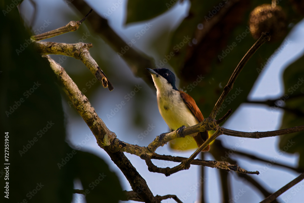 Shining flycatcher or Myiagra alecto seen in Nimbokrang in West Papua, Indonesia Shining flycatcher or Myiagra alecto seen in Nimbokrang in West Papua, Indonesia