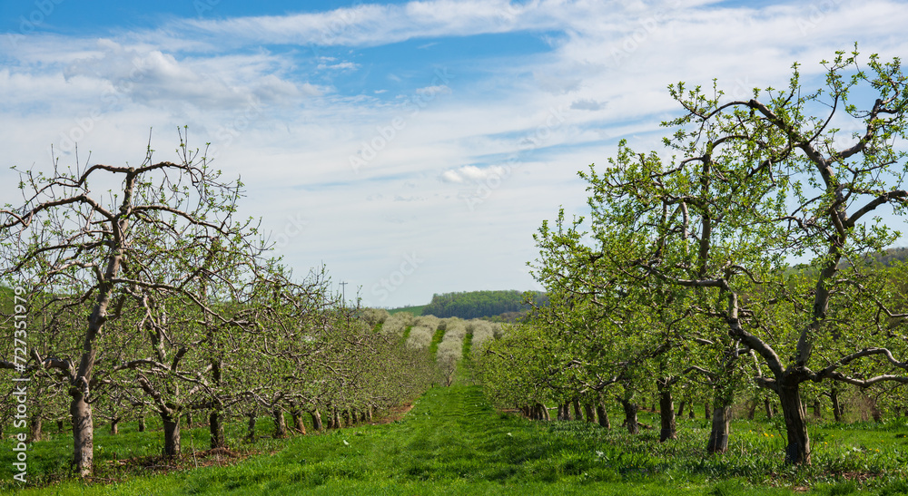 apple farm in spring