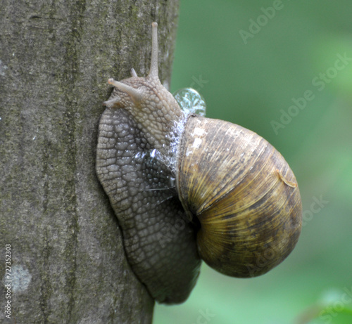 On the tree trunk - a large grape snail (Helix pomatia)