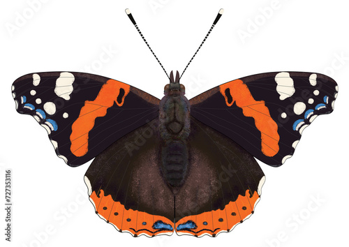 Digital illustration of the butterfly Vanessa atalanta, the red admiral on a transparent background