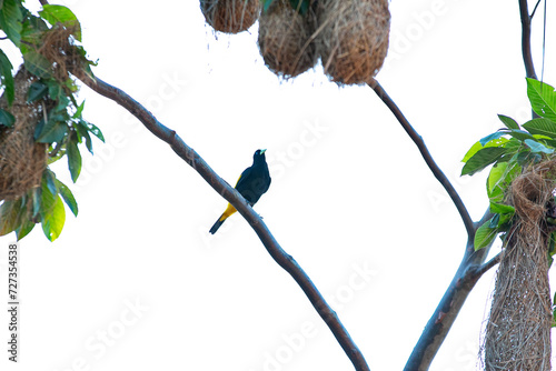 Pássaro e seu ninho na Casa de Ribeirinho na Comunidade da Ilha das Cinzas, Arquipélago do Marajó, Pará, Brasil  photo