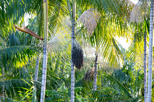 Pé de Açaí na comunidade Limão do Curuá, rio Amazonas, Brasil