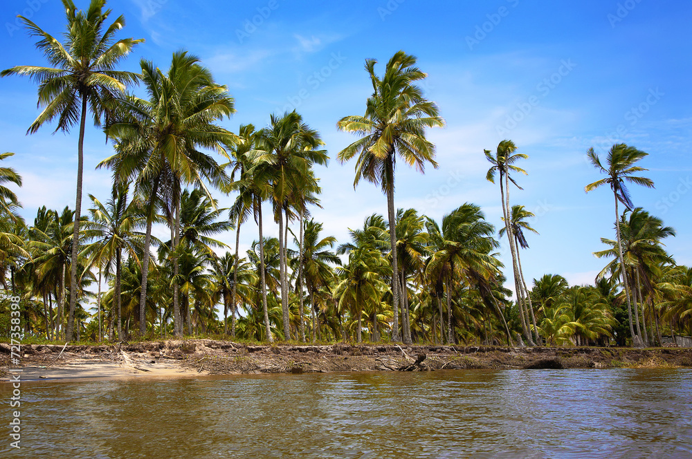 Obraz premium Palm trees on the river side, Ilha Atalaia, Canavieiras, Bahia, Brazil, South America.
