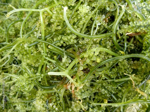 Closeup of sea grapes, Bohol island, Philippines photo