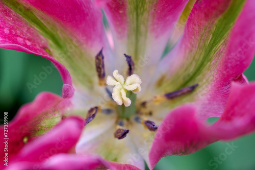 white pistils of a pink tulip flower with purple, darkblue stamens
