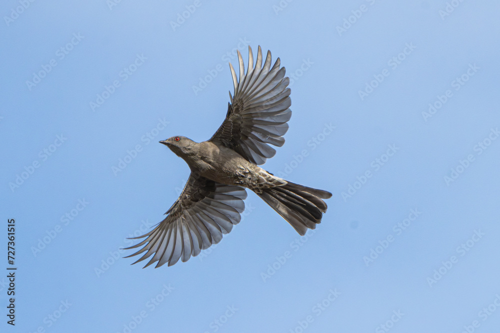 Obraz premium Phainopepla (Phainopepla nitens) in Flight
