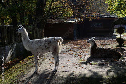 A llama at the Kaliningrad Zoo