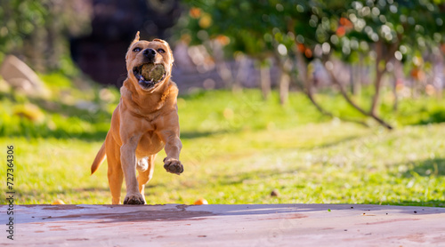 Joyful Dog in Mid-Run Playing Fetch in a Sunlit Garden