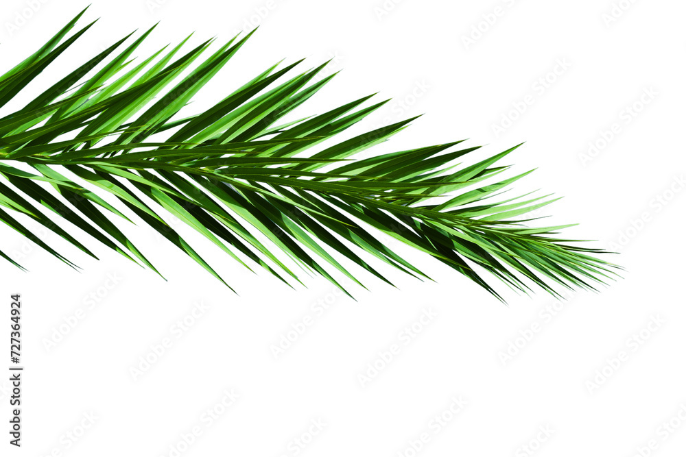 Tropical palm branch isolated on white. palm leaf decoration element for design. green leaf of palm tree isolated on white transparent background
Tropical palm branch isolated on white. palm leaf decoration element for design. green leaf of palm tree isolated on white transparent background