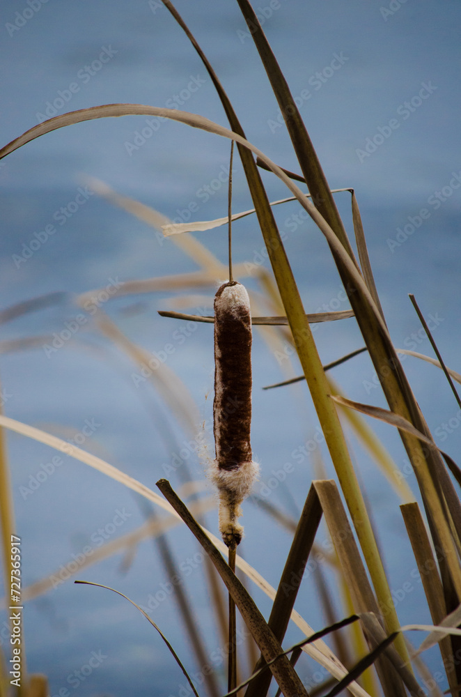 Obraz premium Cattail