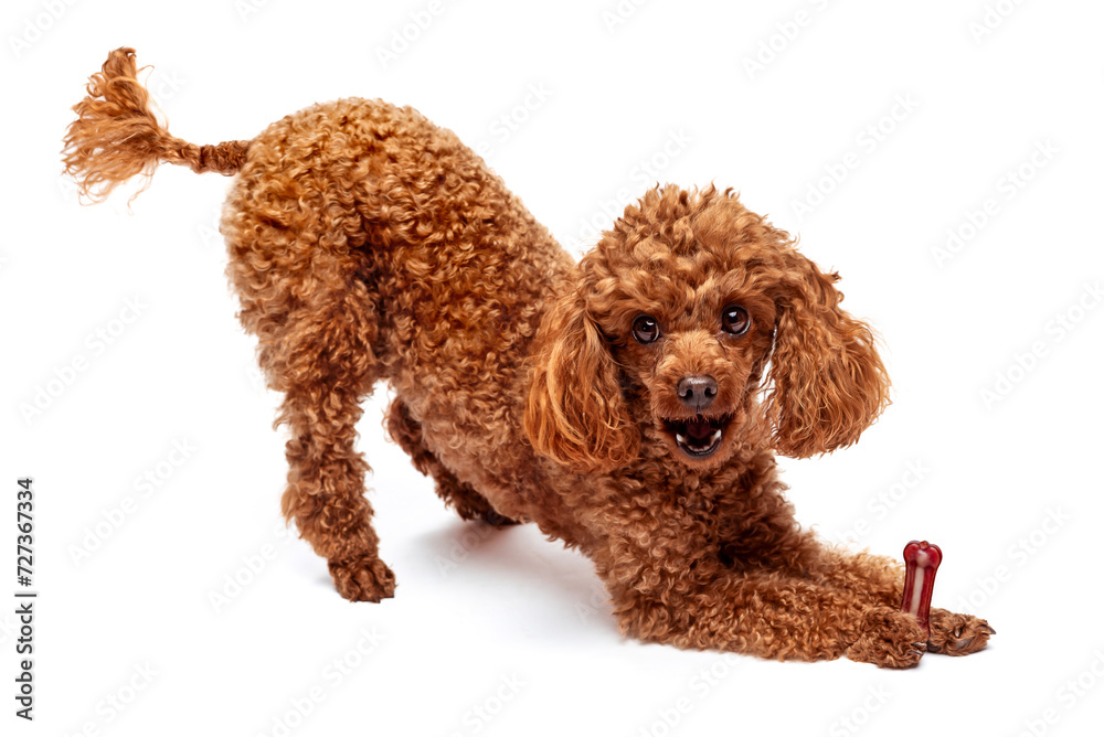 Cute red toy poodle with a treat on a white background. Isolate