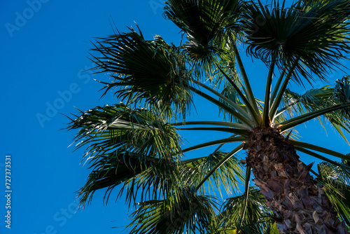 palm tree in the sun