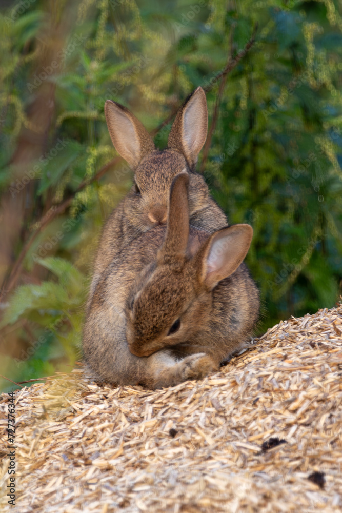 Fototapeta premium Family bonds of rabbits