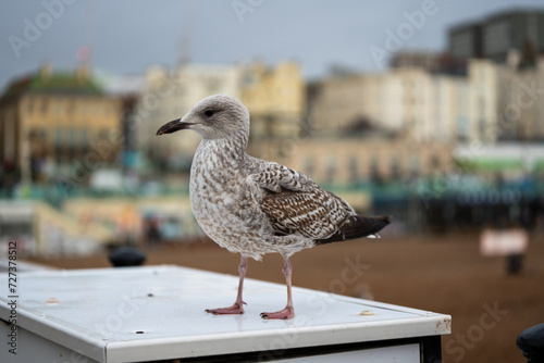 Canvas Print seagull on the pier