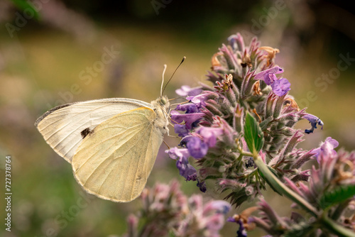 white butterfly on flower