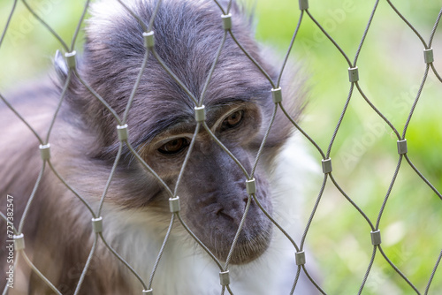 White-naped Mangabey (Cercocebus atys lunulatus) in West Africa photo