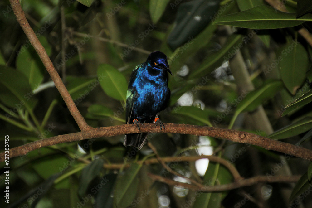 blue and yellow macaw