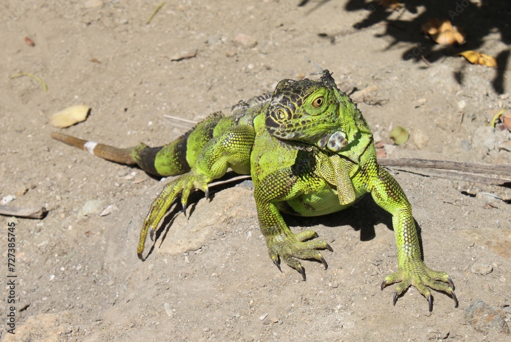 Fototapeta premium A green iguana is attentively looking on the Island of Sint Maarten in the Caribbean Sea