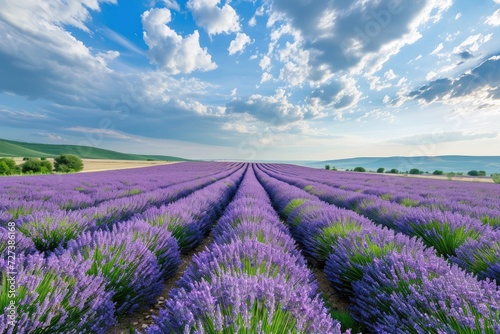 A vast field filled with blooming lavender flowers stretches under a grey and overcast sky, creating a serene landscape, A panorama of vast lavender fields under a radiant summer sky, AI Generated