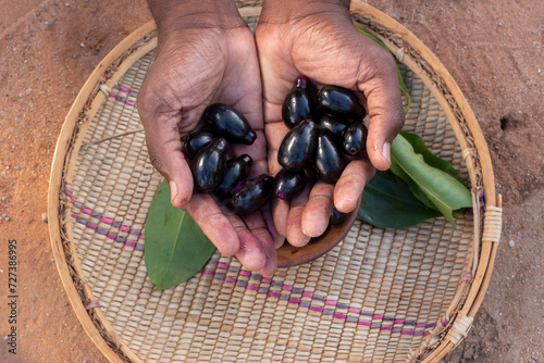 Holding a handfull of Java plum or jambu fruits (Syzygium cumini)