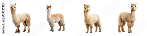 Alpaca clip art set