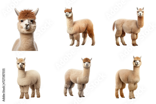 Alpaca clip art set