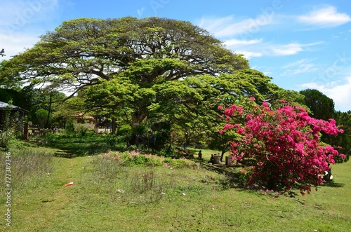 Beautiful park on Siquijor island, Philippines