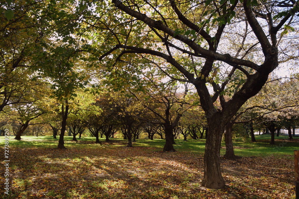 Obraz premium Trees in autumn. Flushing Meadows-Corona Park, Queens NY.