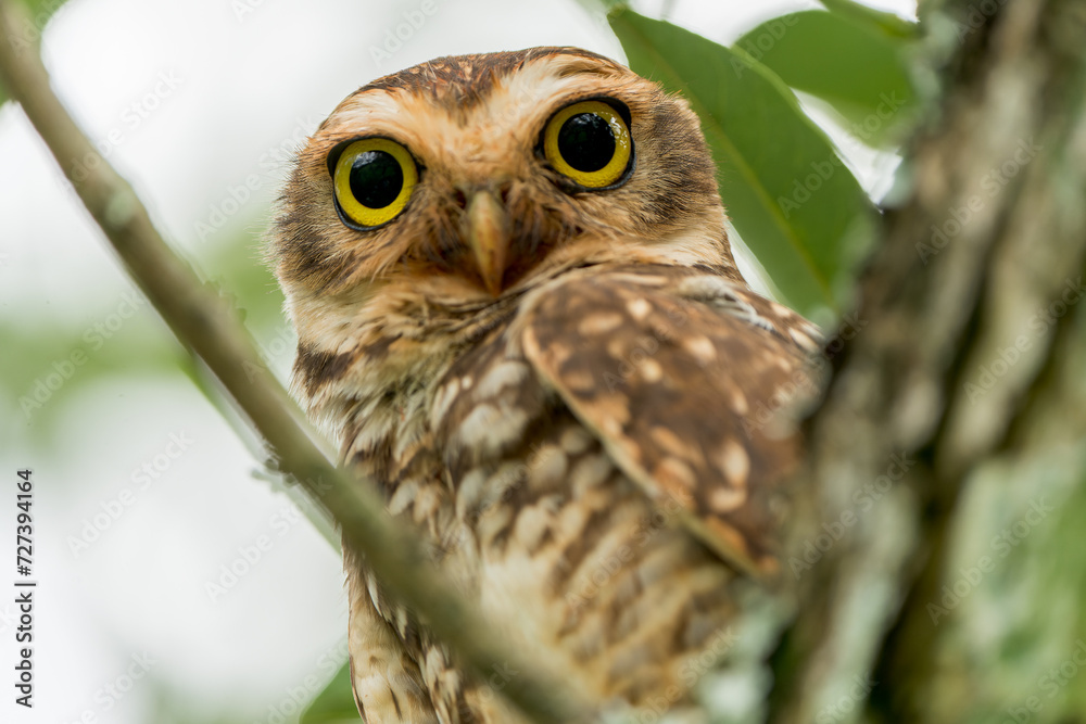 Burrowing Owl (Athene cunicularia) staring down from a perch among branches Burrowing Owl (Athene cunicularia) staring down from a perch among branches
