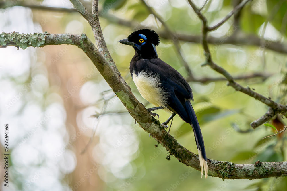 Plush-crested Jay (Cyanocorax chrysops) elegantly posing on a branch in Iguazu Falls National Park Plush-crested Jay (Cyanocorax chrysops) elegantly posing on a branch in Iguazu Falls National Park