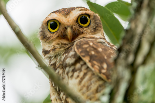 Burrowing Owl (Athene cunicularia) staring down from a perch among branches © Tyler