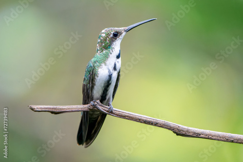 Female Black-throated Mango (Anthracothorax nigricollis) elegantly perched on a twig in Iguazu Falls, Argentina photo