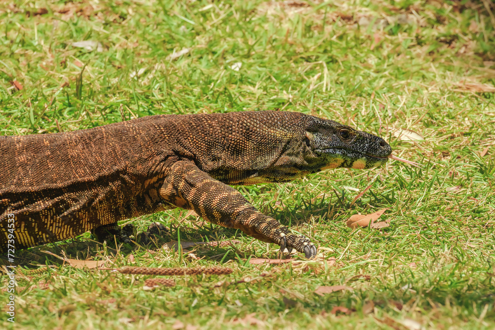 Obraz premium Lace monitor (Varanus varius) Australian large lizard walks on the grass, animal in the wild on a summer sunny day.