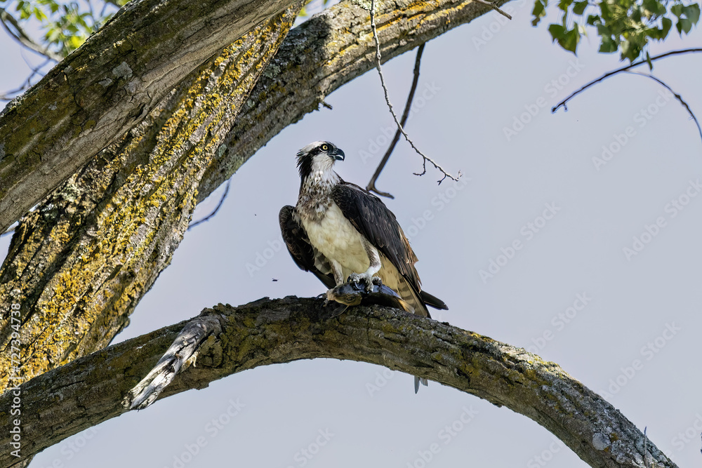 The western osprey (Pandion haliaetus). Photo from Ospreys nesting The western osprey (Pandion haliaetus). Photo from Ospreys nesting