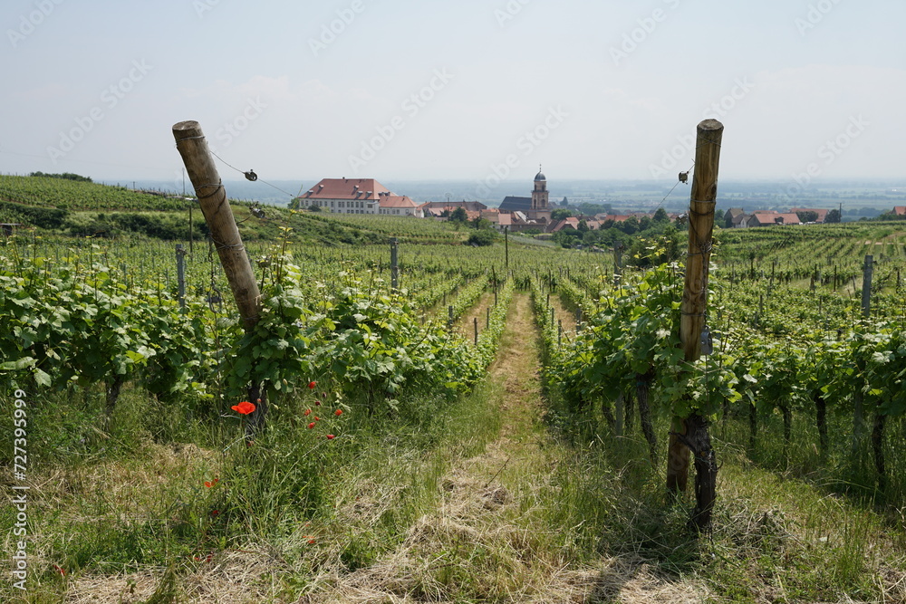 Vineyard above Saint-Hippolyte, beautiful landscape near Colmar, France, famous wine-making region Alsace