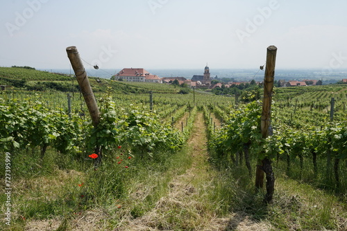 Obraz na płótnie Vineyard above Saint-Hippolyte, beautiful landscape near Colmar, France, famous wine-making region Alsace w salonie