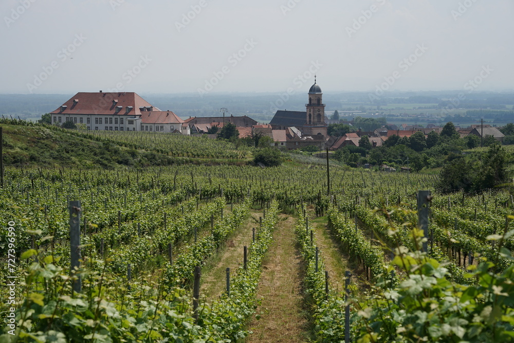Vineyard above Saint-Hippolyte, beautiful landscape near Colmar, France