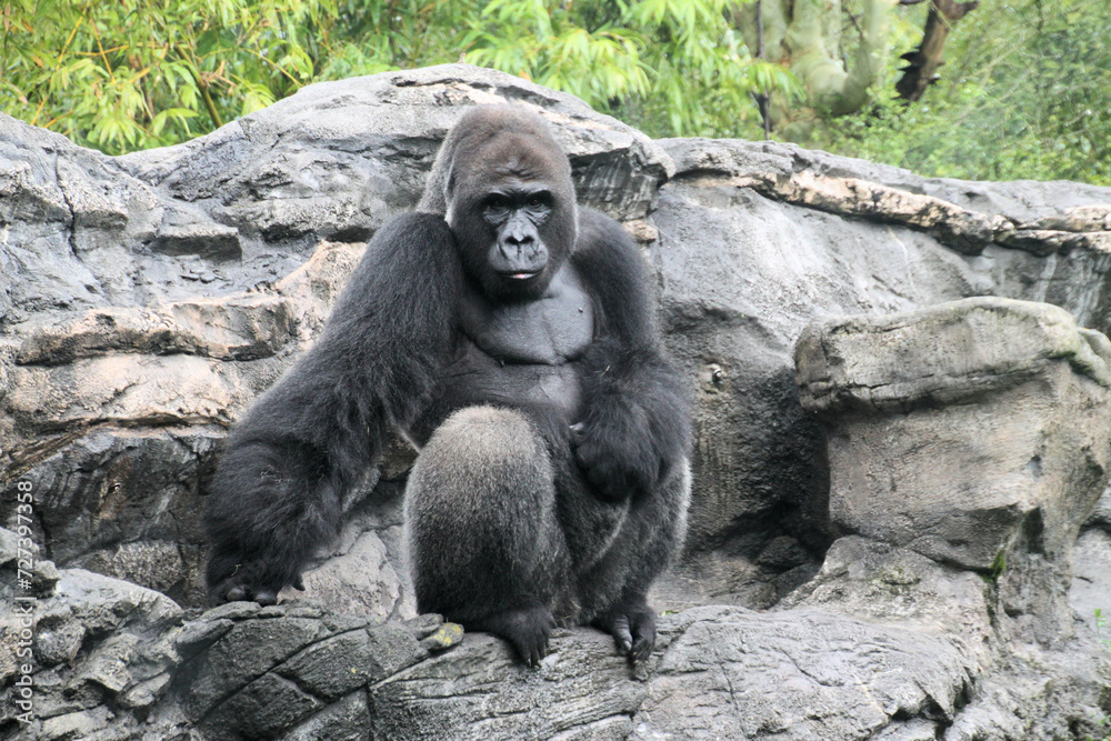 A close up of a Gorilla