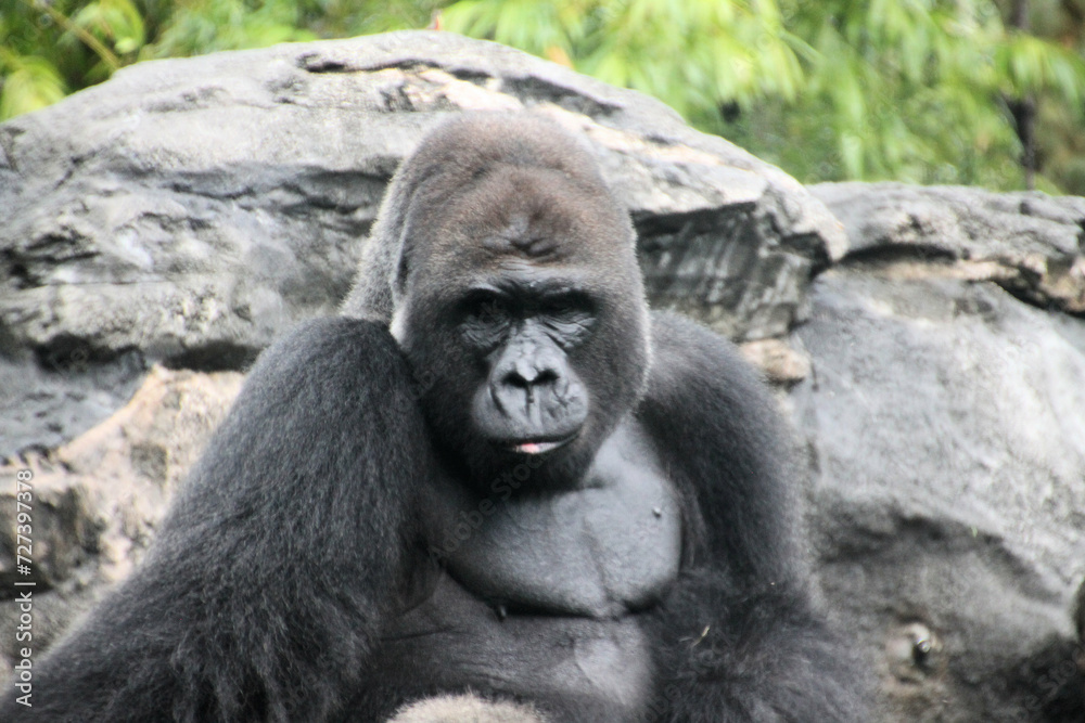 A close up of a Gorilla