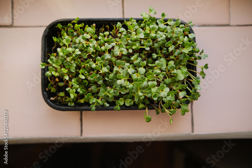 Daikon radish microgreen sprouts in a black thay photo