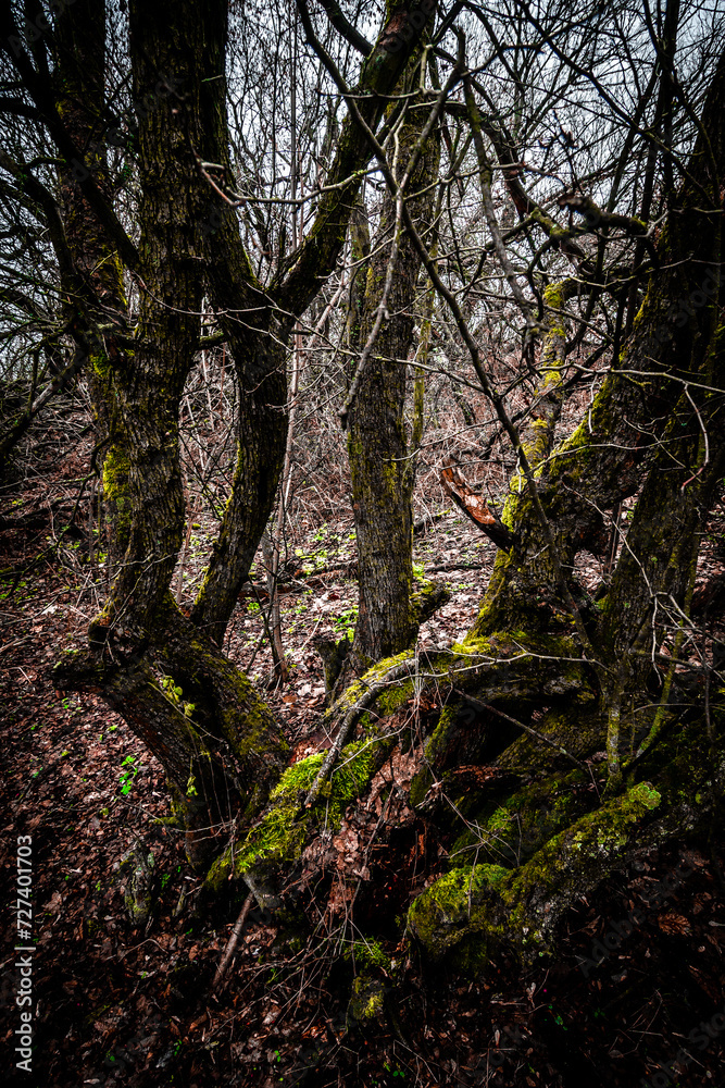 Obraz premium Autumn mystery forest . Mystery nature . Autumn nature. Orange colors . Fall colors. Ukranian forest in the dark nature 